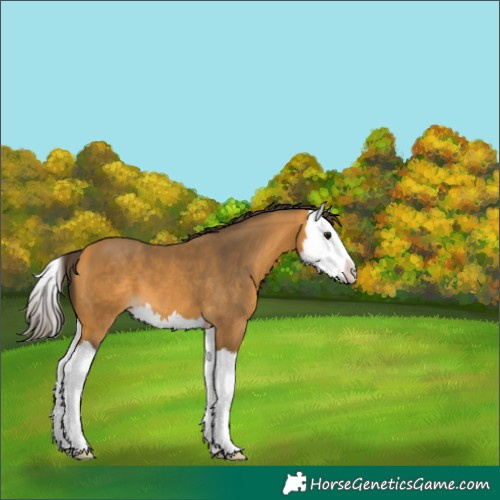 Horse Color:Buckskin Splash 