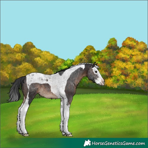 Horse Color:Brown Splash Tobiano 