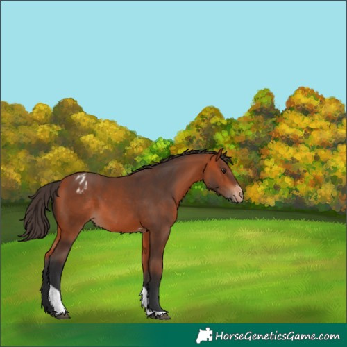 Horse Color:Bay Sabino Tobiano Appaloosa 