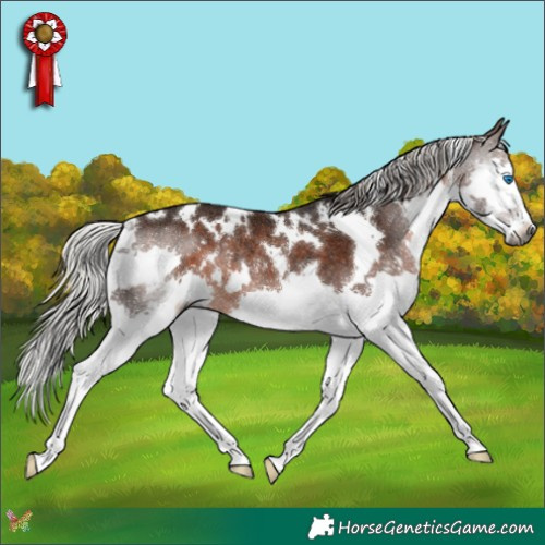 Horse Color:Gray White Spotted Silver Bay Splash Rabicano