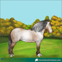 Horse Color:Gray Amber Champagne 