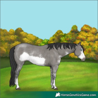 Horse Color:Grullo Sabino Frame Rabicano 