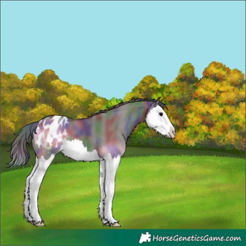 Horse Color:Nacre Grullo Sabino Splash Appaloosa 