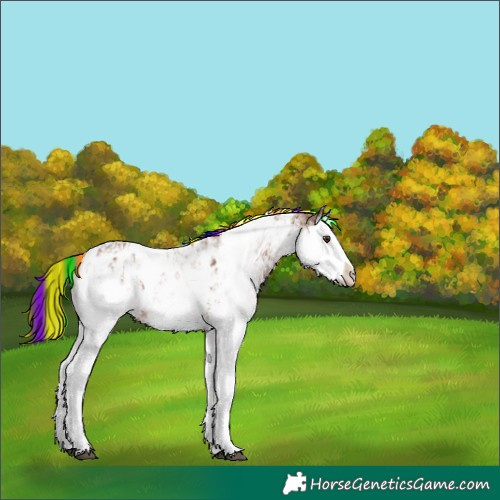 Horse Color:Painted Chestnut Sabino Splash Appaloosa 