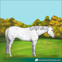 Horse Color:Black Sabino Rabicano 