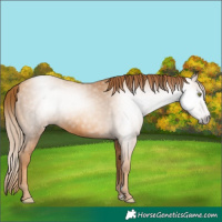 Horse Color:Gray Gold Champagne 