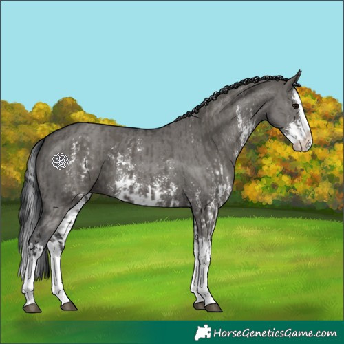 Horse Color:Grullo Sabino Splash  and Grullo Sabino Splash 