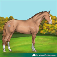 Horse Color:Gold Champagne Splash 