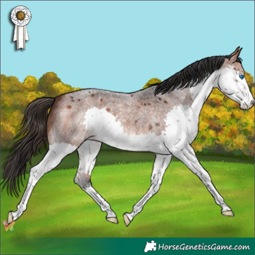 Horse Color:Bay Roan Splash 
