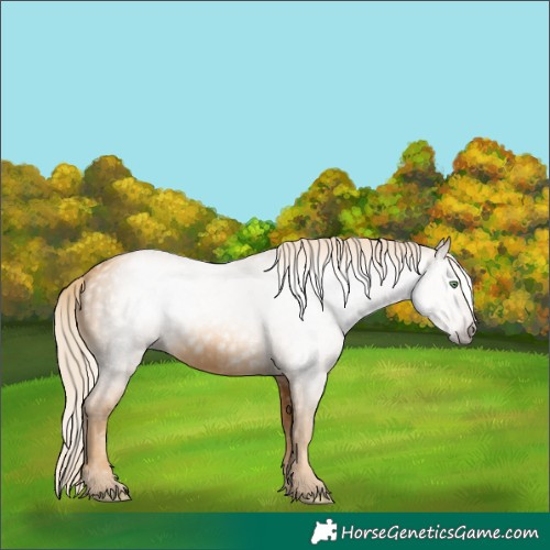 Horse Color:Gray Gold Cream Champagne 