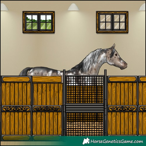 Horse Color:White Spotted Brown Dun Brindle 