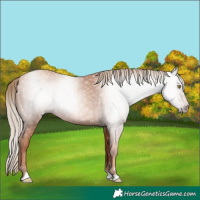 Horse Color:Gray Gold Champagne
