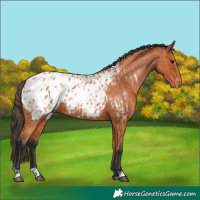 Horse Color:Bay Appaloosa  and Bay Appaloosa 
