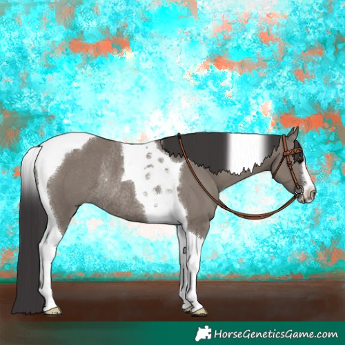 Horse Color:Smoky Grullo Sabino Tobiano Rabicano 
