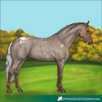 Horse Color:White Spotted Silver Blue Roan 