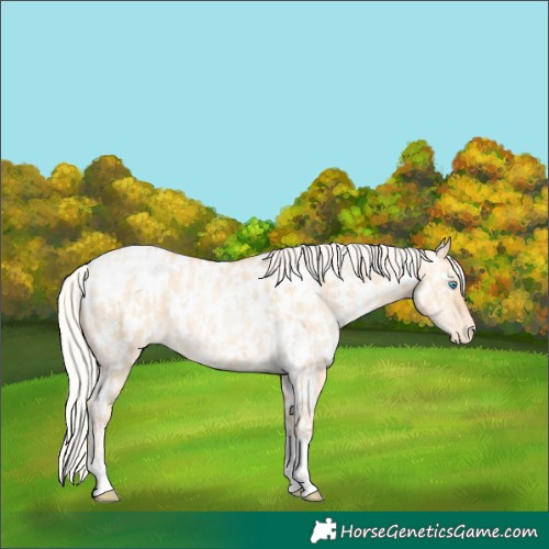 Horse Color:Silver Amber Champagne Pearl Dun Tobiano Appaloosa Rabicano  and Silver Amber Champagne Pearl Dun Tobiano Appaloosa Rabicano 