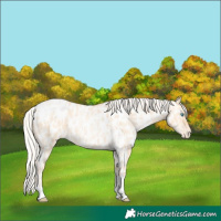 Horse Color:Silver Amber Champagne Pearl Dun Tobiano Appaloosa Rabicano  and Silver Amber Champagne Pearl Dun Tobiano Appaloosa Rabicano 