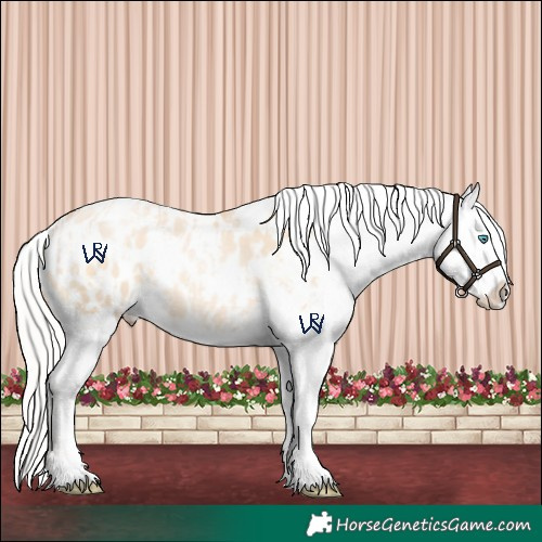 Horse Color:Silver Amber Champagne Pearl Dun Tobiano Appaloosa Rabicano  and Silver Amber Champagne Pearl Dun Tobiano Appaloosa Rabicano 