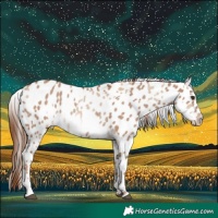 Horse Color:Red Dun Near Leopard  and Red Dun Near Leopard Rabicano 