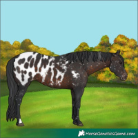 Horse Color:Brown Mushroom Appaloosa 