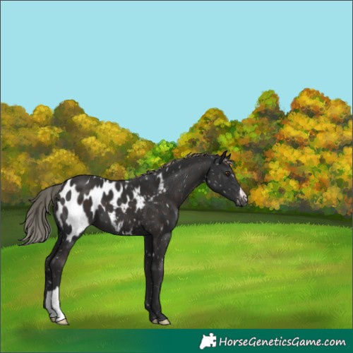 Horse Color:Liver Chestnut Mushroom Appaloosa 