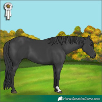 Horse Color:Black 