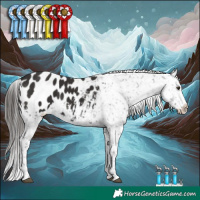 Horse Color:Liver Chestnut Appaloosa