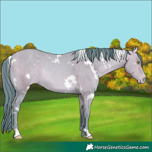 Horse Color:Watercolor White Spotted Amber Champagne Varnish Rabicano 