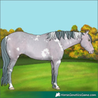 Horse Color:Watercolor White Spotted Amber Champagne Appaloosa Rabicano