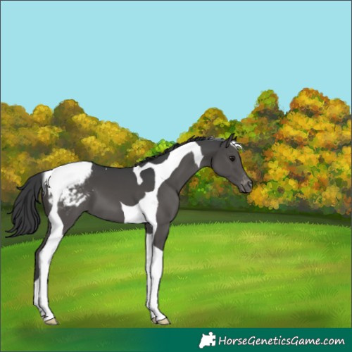 Horse Color:Black Tobiano Appaloosa 