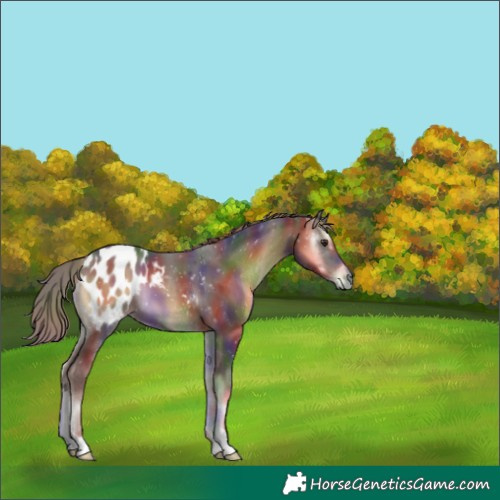 Horse Color:Gray Nacre Red Onyx Appaloosa 