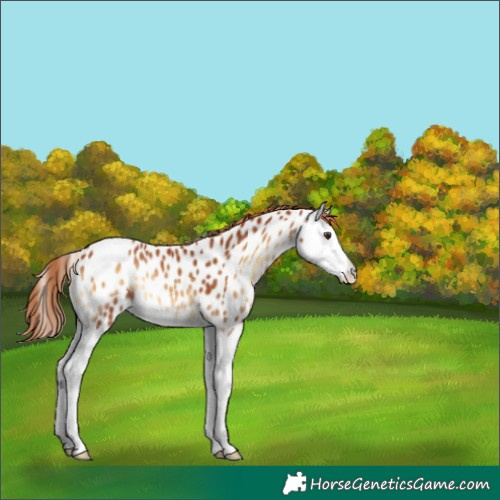 Horse Color:Red Onyx Splash Appaloosa