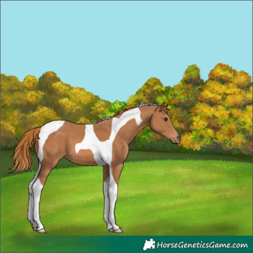 Horse Color:Chestnut Tobiano