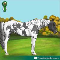 Horse Color:White Spotted Black Tobiano Appaloosa 