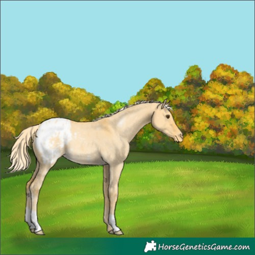 Horse Color:Palomino Dun Appaloosa 