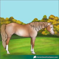 Horse Color:Gray Gold Champagne