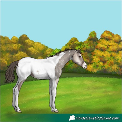 Horse Color:Grullo Onyx Tobiano Appaloosa 
