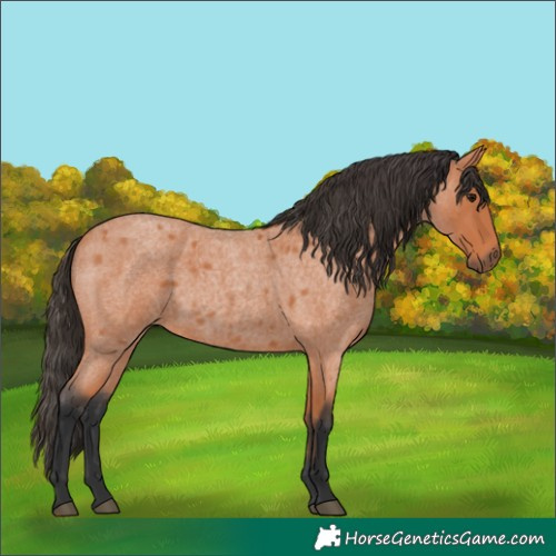 Horse Color:Bay Roan 