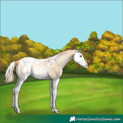 Horse Color:Smoky Blue Onyx Pearl Splash Appaloosa 