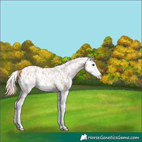 Horse Color:Red Dun Splash Appaloosa 