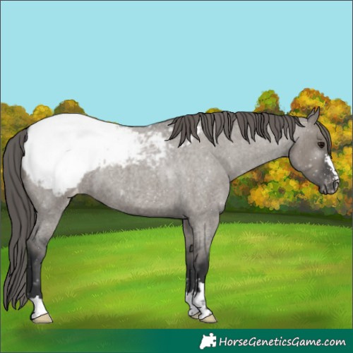 Horse Color:Grullo Roan Appaloosa
