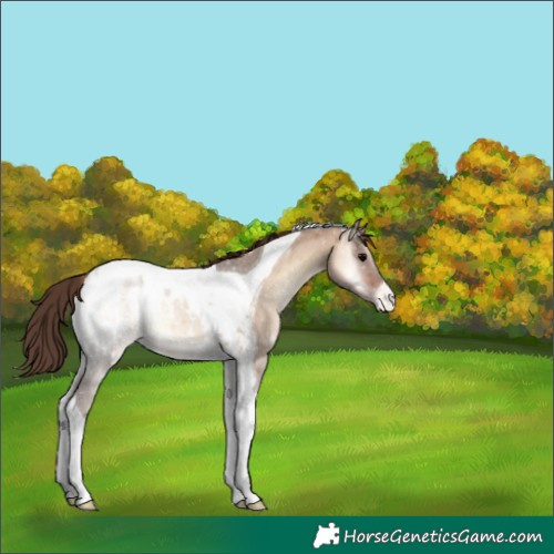 Horse Color:Bay Onyx Tobiano Appaloosa 