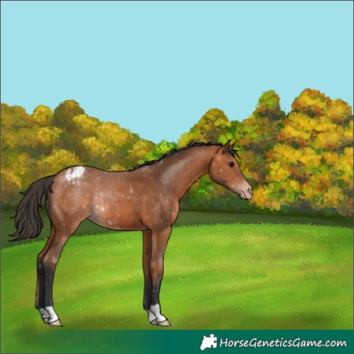 Horse Color:Bay Appaloosa 