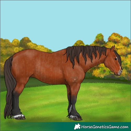 Horse Color:Bay Sabino Rabicano  and Bay Sabino Rabicano 