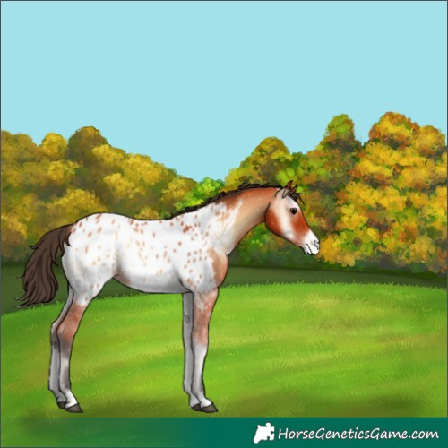 Horse Color:Bay Onyx Appaloosa 