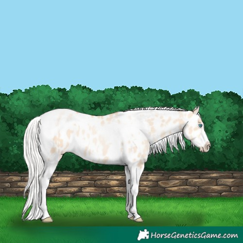 Horse Color:Silver Amber Champagne Pearl Dun Tobiano Varnish Rabicano and Silver Amber Champagne Pearl Dun Tobiano Frame Near Leopard Rabicano