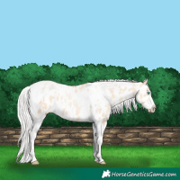 Horse Color:Silver Amber Champagne Pearl Dun Tobiano Varnish Rabicano  and Silver Amber Champagne Pearl Dun Tobiano Frame Near Leopard Rabicano 