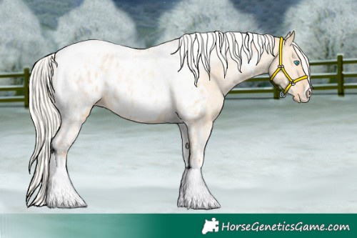 Horse Color:Silver Amber Champagne Pearl Dun Tobiano Appaloosa Rabicano  and Silver Amber Champagne Pearl Dun Tobiano Appaloosa Rabicano 