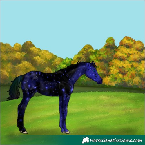 Horse Color:ERROR: UNKNOWN ANOMALY