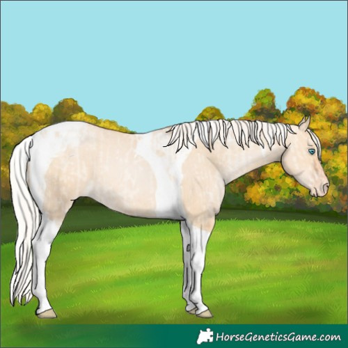 Horse Color:Silver Amber Champagne Pearl Dun Tobiano Appaloosa Rabicano and Silver Bay Pearl Dun Tobiano Appaloosa Rabicano
